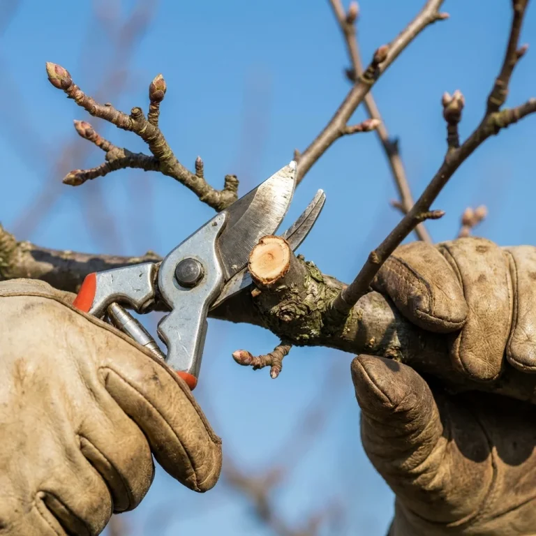 Як правильно обрізати дерева