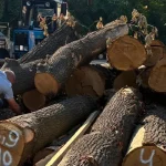 Стовбури дерев, складені на виробничій базі КП УЗН Голосіївського району для переробки на лавки та урни.
